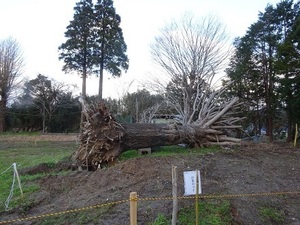 市原遠征編2019
